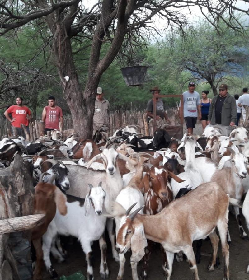 escuela de agroecologia practica sanidad animal